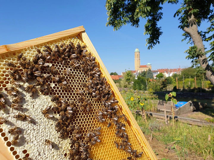 Bamberg Transitionsgruppe &quot;Bienenfreu(n)de&quot; laden zum