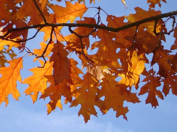 deutliche-kritik-am-baum-des-jahres-auszeichnung-f-r-roteiche-ist-falsches-signal